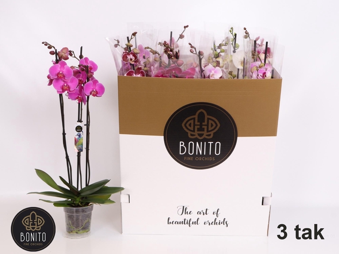 <h4>PHAL GEM 7 KL</h4>