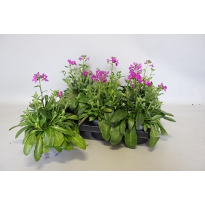 Arabis blepharophylla