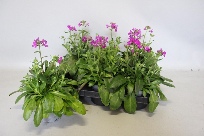 <h4>Arabis blepharophylla</h4>