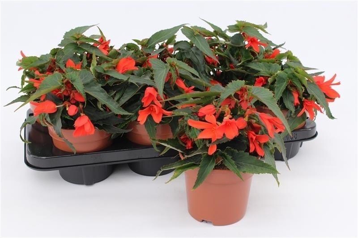 <h4>Begonia Waterfall Orange</h4>