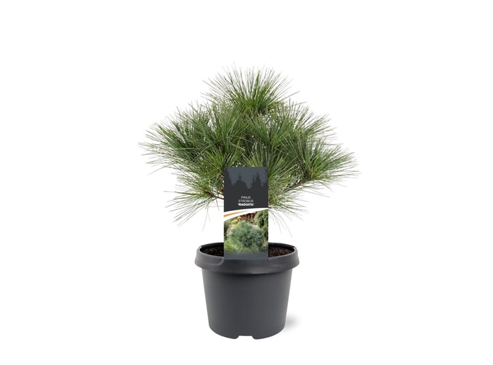 <h4>Pinus strobus Fastigiata</h4>