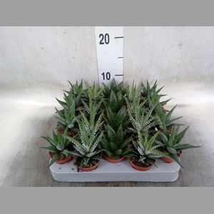 Aloe   ...mix