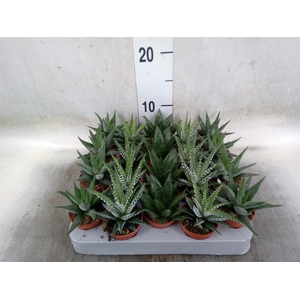 Aloe   ...mix