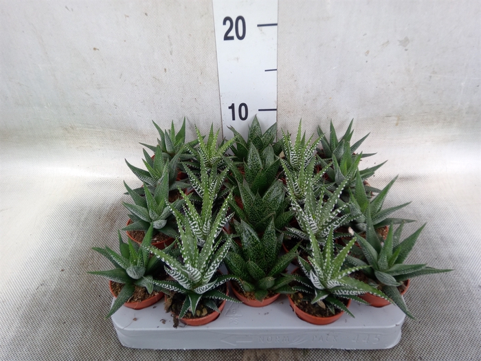 <h4>Aloe   ...mix</h4>