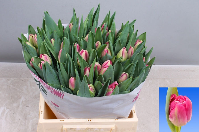 <h4>TU DU BRINDISI</h4>