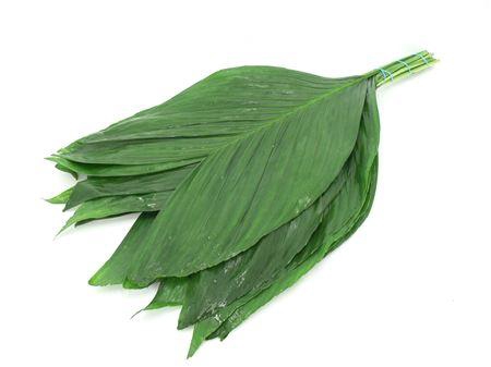 <h4>Cocos Cultivated 70cm</h4>