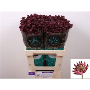 Astrantia Star Of Love Bordeaux
