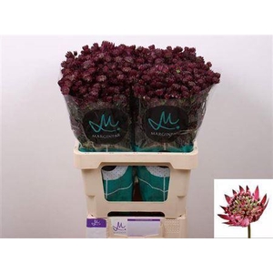 Astrantia Star Of Love Bordeaux