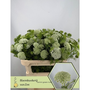 AMMI VIS GREEN MIST