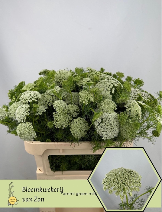 <h4>AMMI VIS GREEN MIST</h4>
