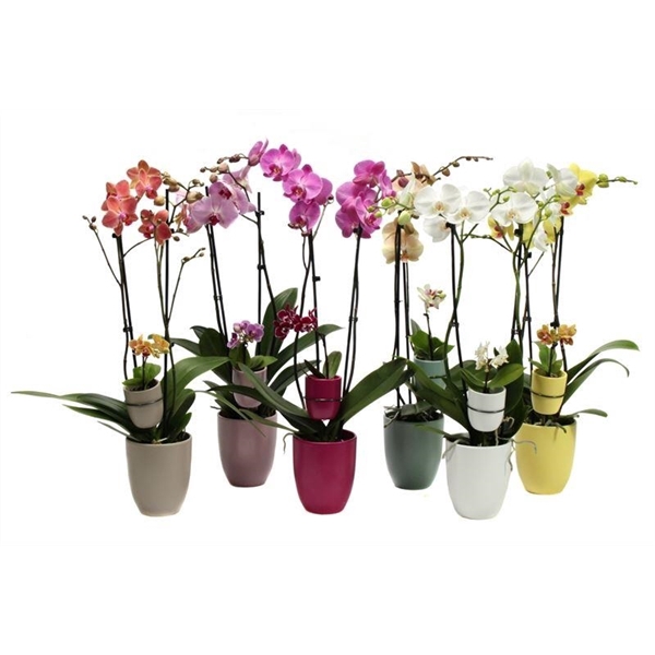 <h4>Hugo Paradise Mix Phal Mix 2T+ Tiny Dolls 1T</h4>