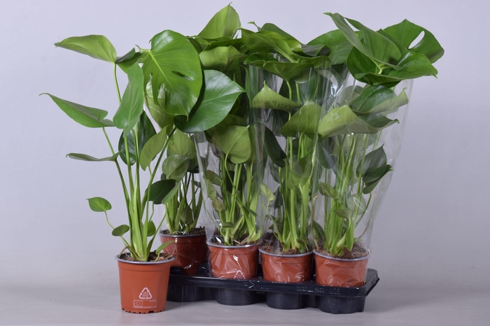 <h4>Monstera deliciosa</h4>