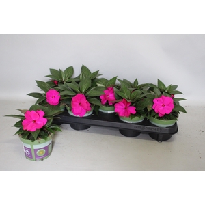 Impatiens N.G.ClockWork Purple