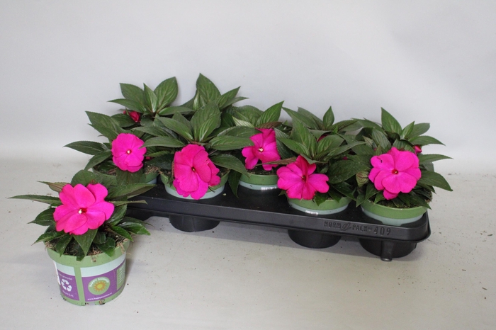 <h4>Impatiens N.G.ClockWork Purple</h4>