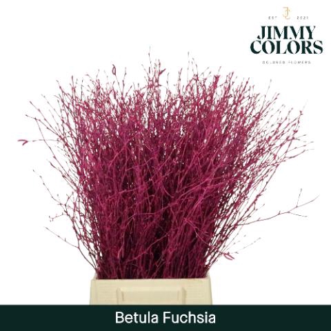 <h4>Betula L60 Fuchsia</h4>
