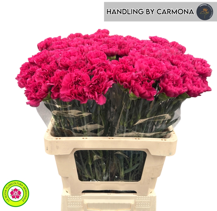 <h4>DI ST AGLIANICO</h4>