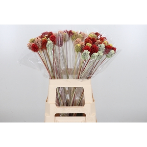 Allium Kl Bh Summer Mix