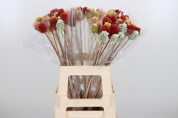 <h4>Allium Kl Bh Summer Mix</h4>