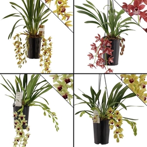 portugal mix, 5-6 tak, geen wit