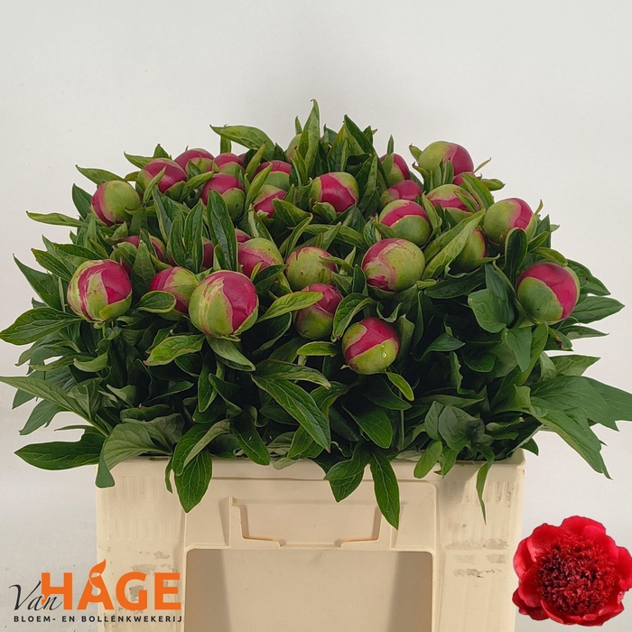 <h4>PAEO RED CHARM</h4>