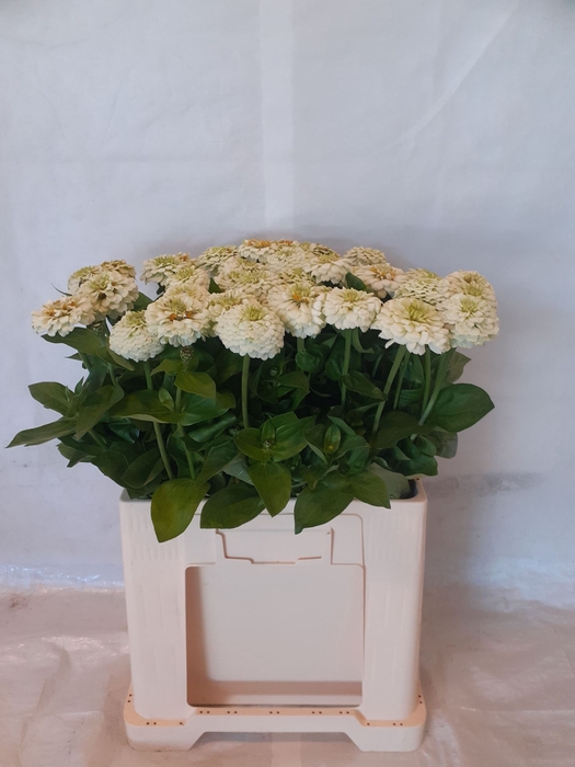 <h4>ZINNIA ELEGANS</h4>