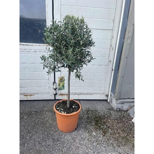 Olea europaea (Olijf) stam