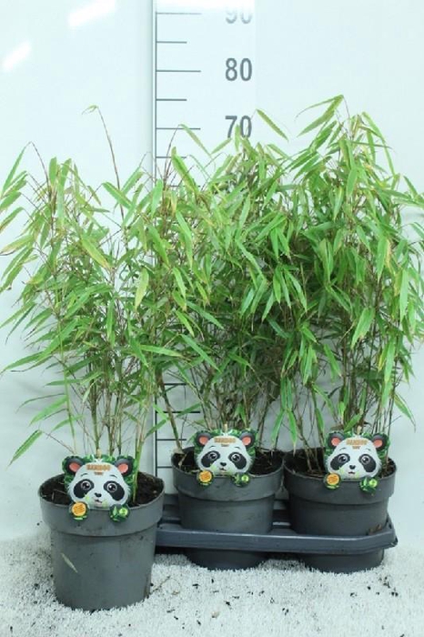 <h4>Fargesia Rufa</h4>