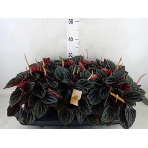 Peperomia caperata   ...