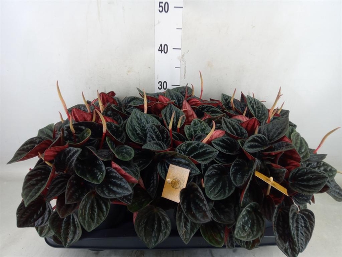 <h4>Peperomia caperata   ...</h4>