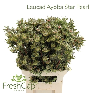 Leucad Ayoba Star Pearl