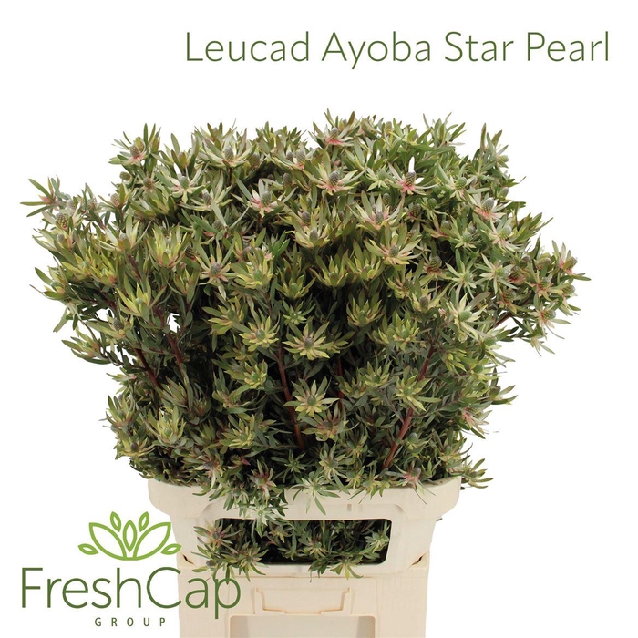 <h4>Leucad Ayoba Star Pearl</h4>