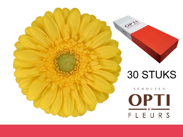 <h4>GE MI EMOJI-Doosx30</h4>