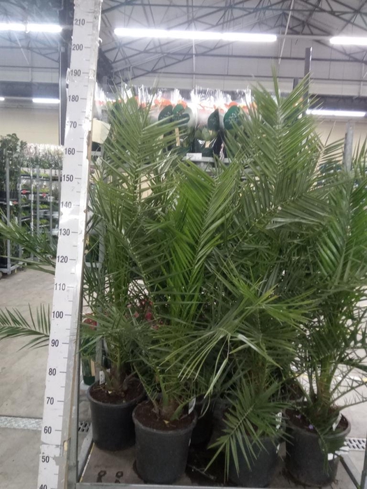 <h4>Phoenix canariensis</h4>