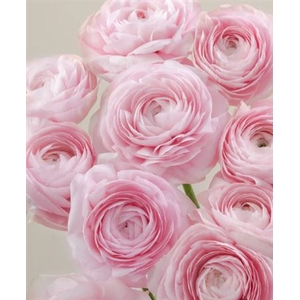 # Ranunculus Clooney Lady **clearout**