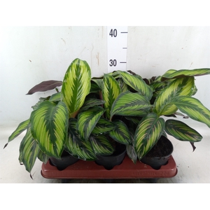 Calathea   ...