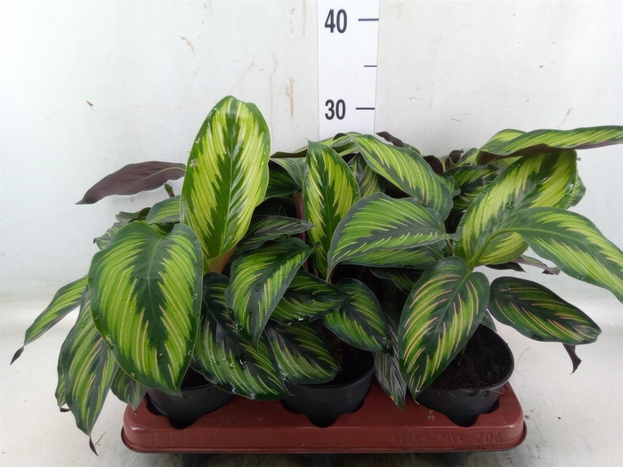 <h4>Calathea   ...</h4>