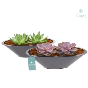 Schaal zink antraciet met Succulenten