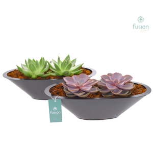 Schaal zink antraciet met Succulenten
