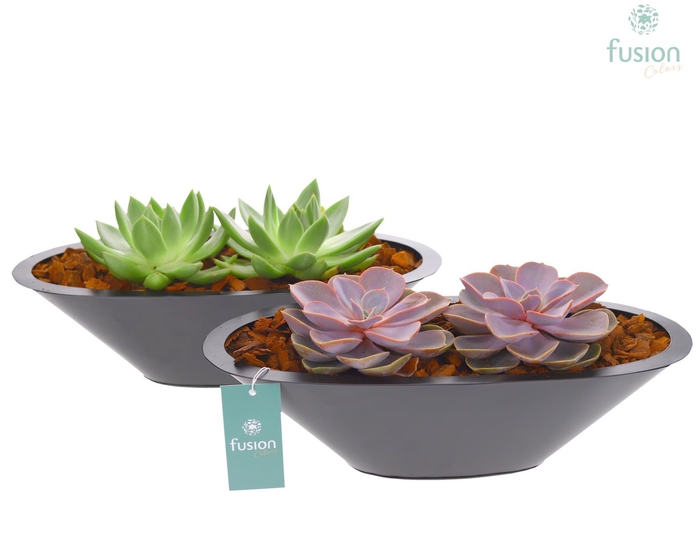 <h4>Schaal zink antraciet met Succulenten</h4>