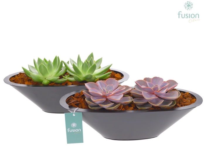 <h4>Schaal zink antraciet met Succulenten</h4>