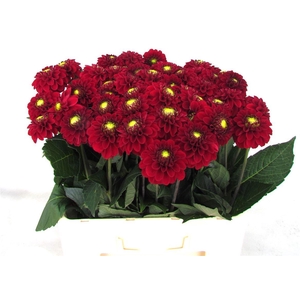 Dahlia Red Fox