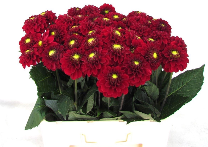 <h4>Dahlia Red Fox</h4>