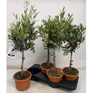 OLEA EUROPAEA