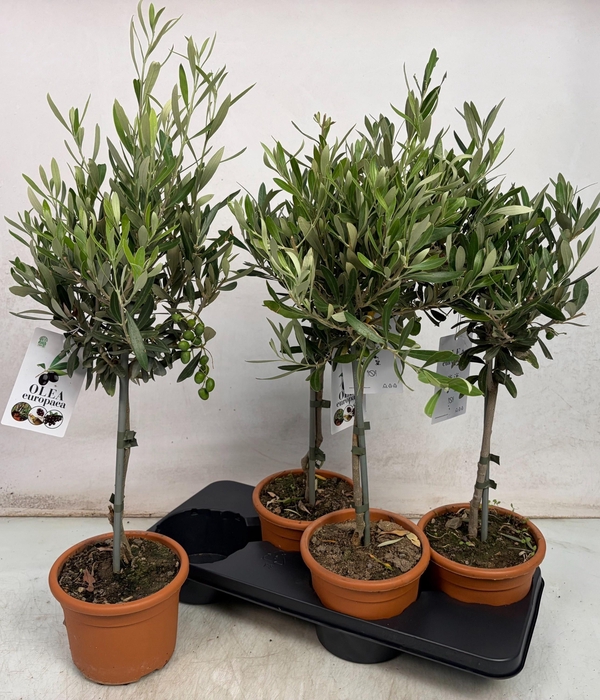 <h4>OLEA EUROPAEA</h4>