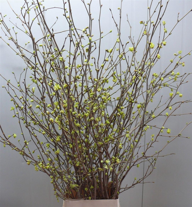 Corylopsis 140cm P Stem