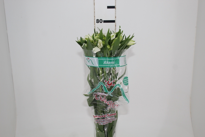 <h4>ALSTROEMERIA AKEMI 080 CM</h4>