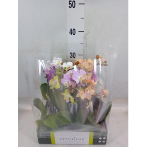 Phalaenopsis multi.   ...mix  5