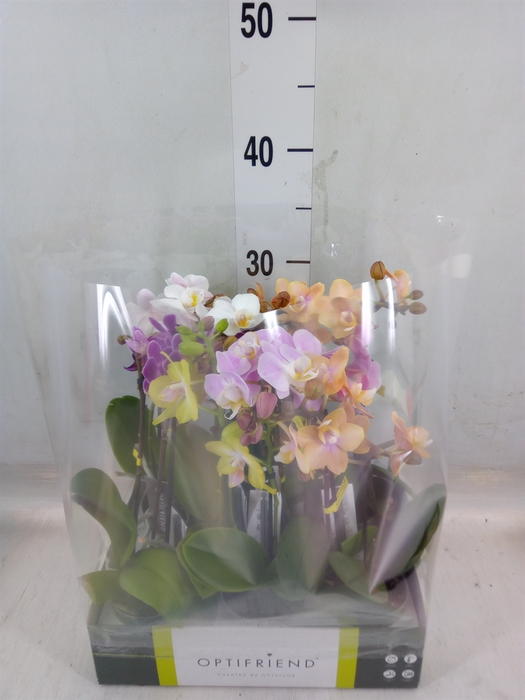 <h4>Phalaenopsis multi.   ...mix  5</h4>