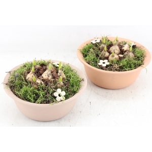 arr4 Muscari PL - Terra bolschaaltje x3