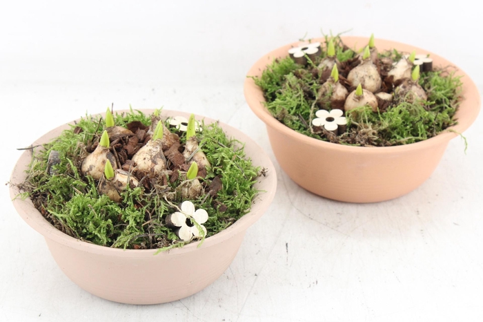 <h4>arr4 Muscari PL - Terra bolschaaltje x3</h4>